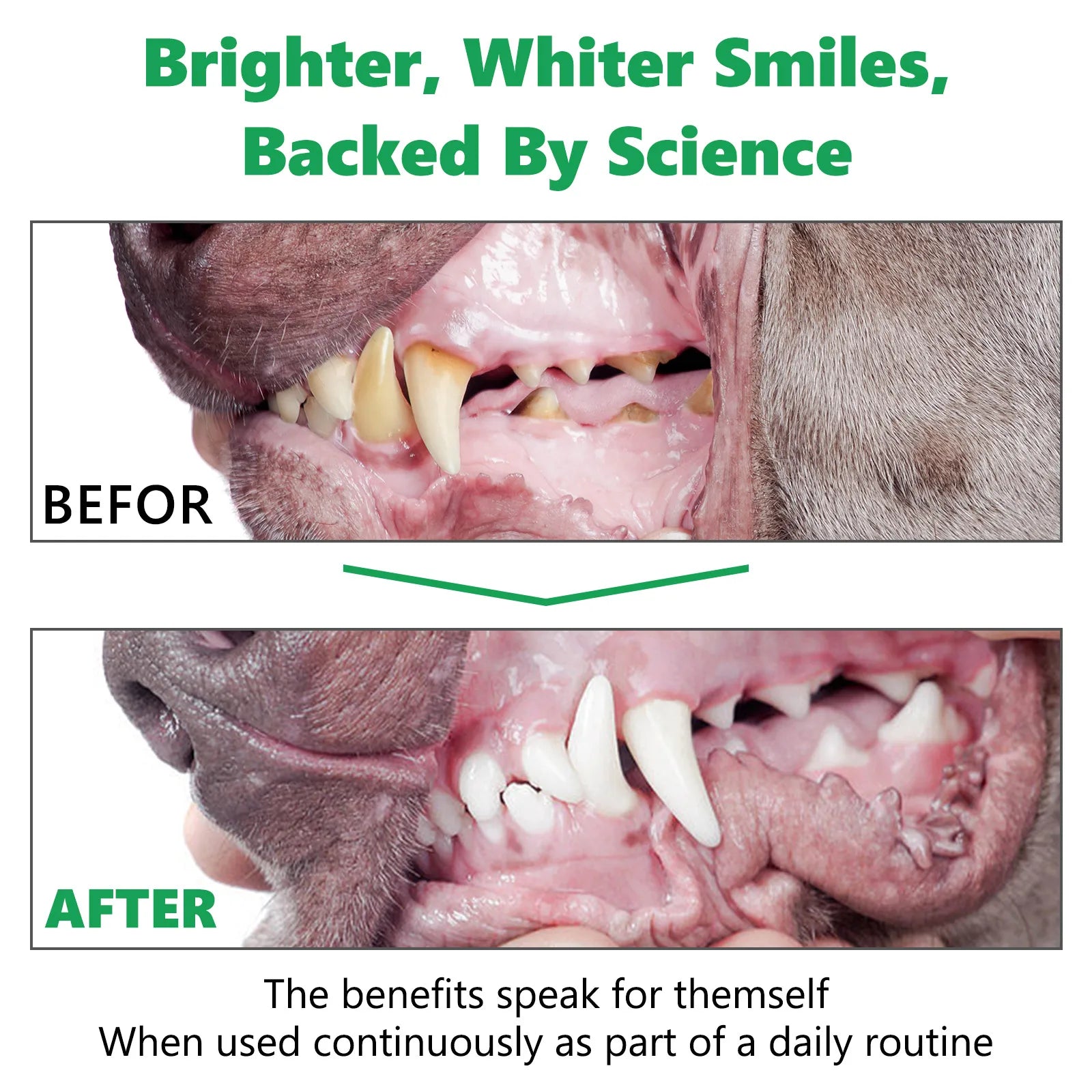 Pets Dental Clean Powder Recommended by vets for good oral health Reduces Plaque Prevents Tartar Improves Breath with Probiotics